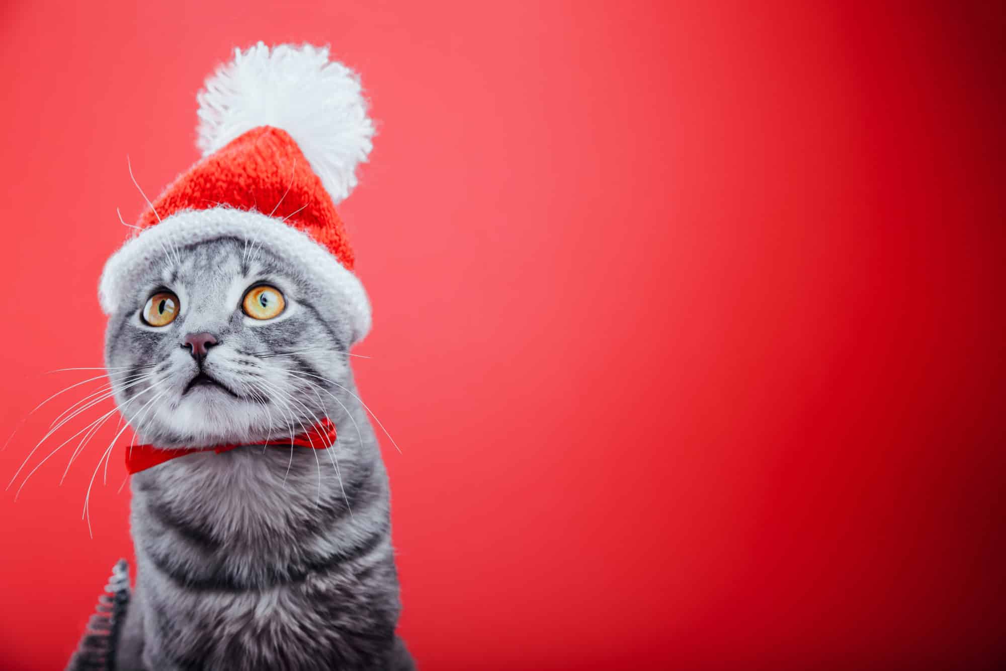 Grey tabby cat wears Santa's hat isolated on red background. Christmas and New year concept