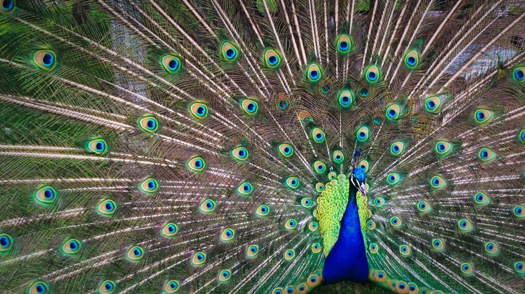 Peacock showing beautiful feathers