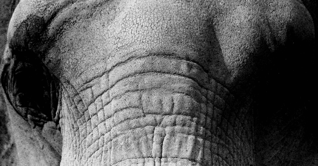 Close up of gray elephant head