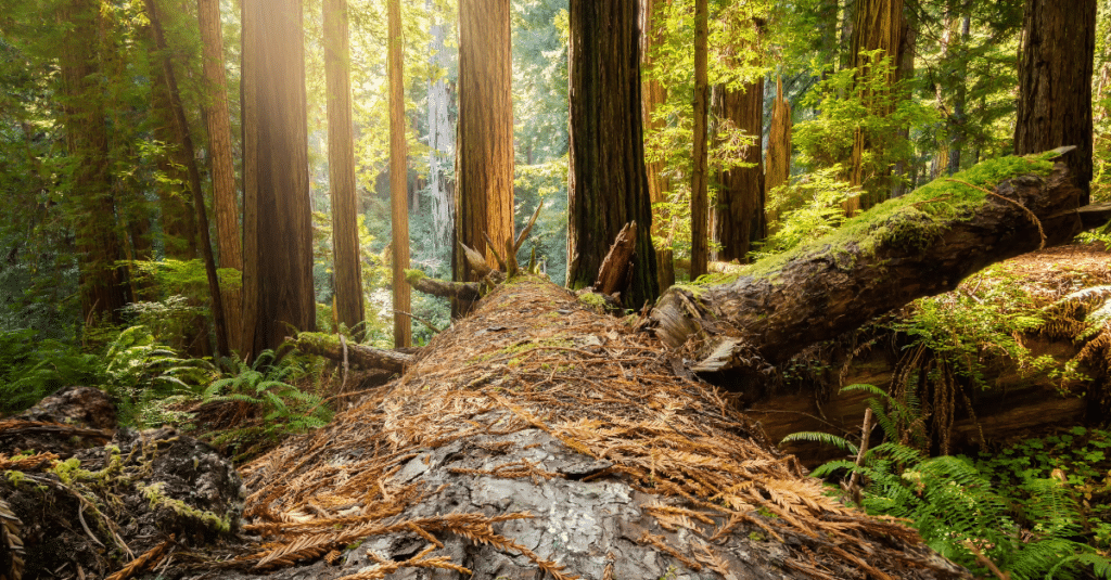 Redwood tree that has fallen in the forest